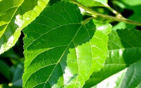 Lá dâu - vị thuốc hay